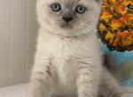 Casper - British Shorthair Kitten For Sale - 