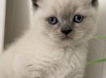 Milo - British Shorthair Kitten For Sale - Brooklyn&comma; NY&comma; US