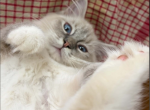 Hyperion Ragdolls Daisy - Ragdoll Kitten For Sale - Hastings&comma; MN&comma; US