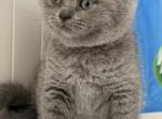 Bella - British Shorthair Kitten For Sale - Brooklyn&comma; NY&comma; US