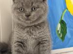 Bella - British Shorthair Kitten For Sale - Brooklyn&comma; NY&comma; US