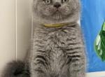 Bella - British Shorthair Kitten For Sale - Brooklyn&comma; NY&comma; US