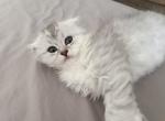 Silver moon - Scottish Fold Kitten For Sale - Aldie&comma; VA&comma; US