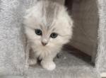 Silver moon - Scottish Fold Kitten For Sale - Aldie&comma; VA&comma; US