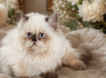 Minuet - Minuet Kitten For Sale - Charlotte&comma; NC&comma; US