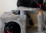 Waffles & Binx - Bombay Cat For Adoption - Silver Spring&comma; MD&comma; US