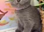 Lucy - British Shorthair Kitten For Sale - Brooklyn&comma; NY&comma; US