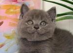 Lucy - British Shorthair Kitten For Sale - Brooklyn&comma; NY&comma; US