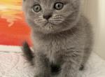 Daisy - British Shorthair Kitten For Sale - Brooklyn&comma; NY&comma; US