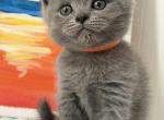Daisy - British Shorthair Kitten For Sale - Brooklyn&comma; NY&comma; US