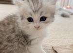 Estery - Scottish Straight Kitten For Sale - 