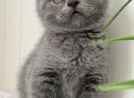 Ralph - Scottish Fold Kitten For Sale - Brooklyn&comma; NY&comma; US