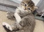 Sila - Scottish Straight Kitten For Sale - 
