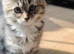 Sila - Scottish Straight Kitten For Sale - Aldie&comma; VA&comma; US