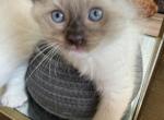 Big Boy Ragdoll M Chocolate Socked and Mitted - Ragdoll Kitten For Sale - Central Nyack&comma; NY&comma; US