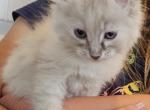 Lilly - Domestic Kitten For Sale - 