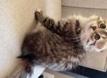 Darya - Scottish Fold Kitten For Sale - 