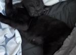 Rhysand - Domestic Kitten For Adoption - Elk Grove&comma; CA&comma; US