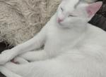 Khao manee - Khao Manee Kitten For Sale - Washington&comma; DC&comma; US