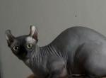 Dwelf sphynx - Bambino Cat For Sale - Miami&comma; FL&comma; US