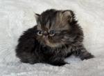 Brown tabby male - Persian Kitten For Sale - 