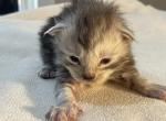 George Meowington - Maine Coon Kitten For Sale - 
