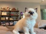 Blue - Ragdoll Kitten For Sale - Fontana&comma; CA&comma; US