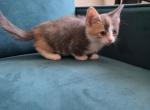 Luna - Munchkin Kitten For Sale - 