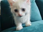Little foot - Munchkin Kitten For Sale - 