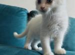 Big foot - Domestic Kitten For Sale - Tolleson&comma; AZ&comma; US