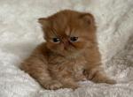 Red tabby male Persian& Exotic lines - Persian Kitten For Sale - 