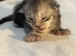 Marika - Maine Coon Kitten For Sale - 