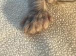 Marika - Maine Coon Kitten For Sale - OH&comma; US