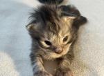 Seven toes Sally - Maine Coon Kitten For Sale - 