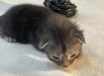 Martha Meowington - Maine Coon Kitten For Sale - OH&comma; US
