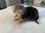 Thomas Caterson - Maine Coon Kitten For Sale - OH&comma; US