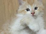 Quasi - Maine Coon Kitten For Sale - West Seneca&comma; NY&comma; US