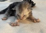 Susan B Meowthony - Maine Coon Kitten For Sale - OH&comma; US