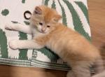 Quasi - Maine Coon Kitten For Sale - Manhattan&comma; NY&comma; US