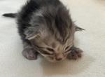 John Henry - Maine Coon Kitten For Sale - OH&comma; US