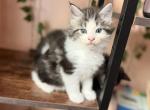 Saber - Maine Coon Kitten For Sale - West Seneca&comma; NY&comma; US