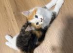 Pinto - Maine Coon Kitten For Sale - Manhattan&comma; NY&comma; US