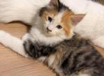 Pinto - Maine Coon Kitten For Sale - West Seneca&comma; NY&comma; US