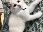 RESERVED Silva - Ragdoll Kitten For Sale - 