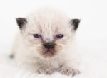 Benny - Ragdoll Kitten For Sale - 