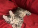 Frosty - Maine Coon Kitten For Sale - Gresham&comma; OR&comma; US