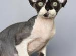 Boston - Devon Rex Kitten For Sale - Brooklyn&comma; NY&comma; US