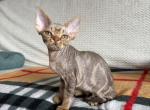 Hippo - Devon Rex Kitten For Sale - Brooklyn&comma; NY&comma; US