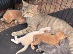 5 Kitties Available for Sale - American Shorthair Kitten For Sale - Gastonia&comma; NC&comma; US