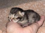 Baby 2 - Scottish Fold Kitten For Sale - Monticello&comma; MN&comma; US